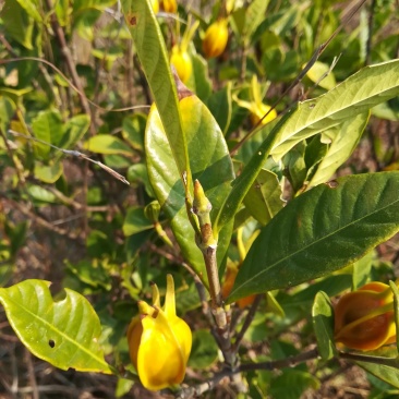 栀子叶新鲜山栀子叶红栀黄栀花的叶片中药材