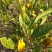 栀子叶新鲜山栀子叶红栀黄栀花的叶片中药材