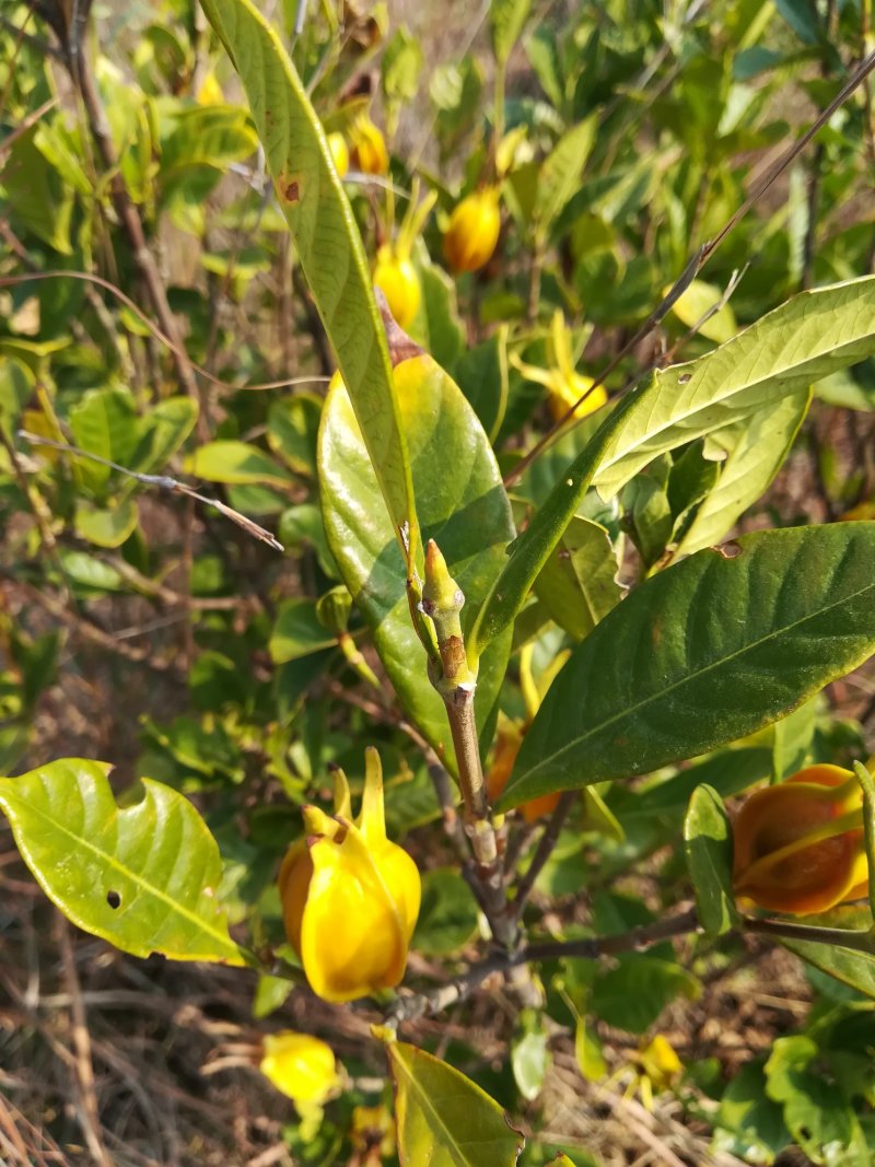 栀子叶新鲜山栀子叶红栀黄栀花的叶片中药材