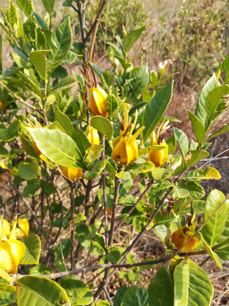 栀子叶新鲜山栀子叶红栀黄栀花的叶片中药材