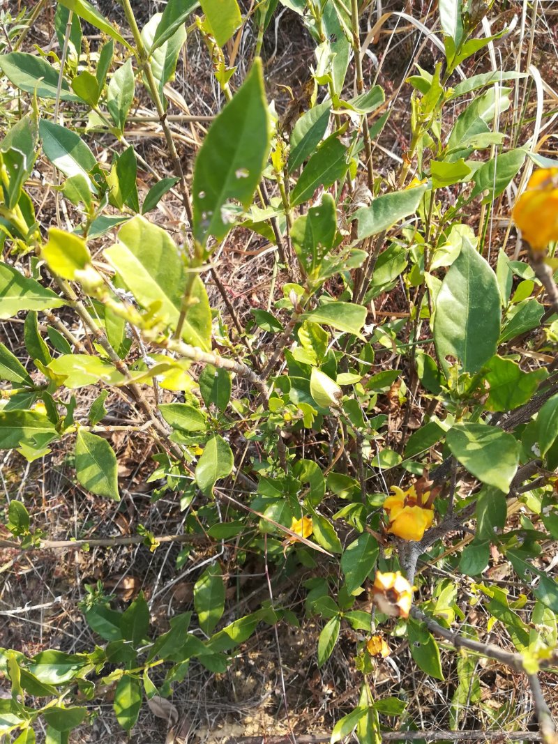 栀子叶新鲜山栀子叶红栀黄栀花的叶片中药材