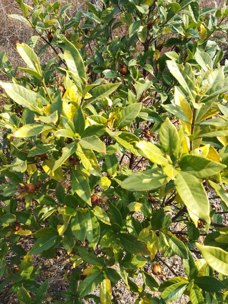 栀子叶新鲜山栀子叶红栀黄栀花的叶片中药材