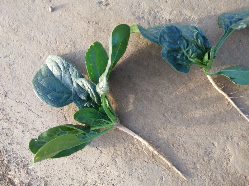 精品，波菜，两百亩精品菠菜专业种植菠菜基地