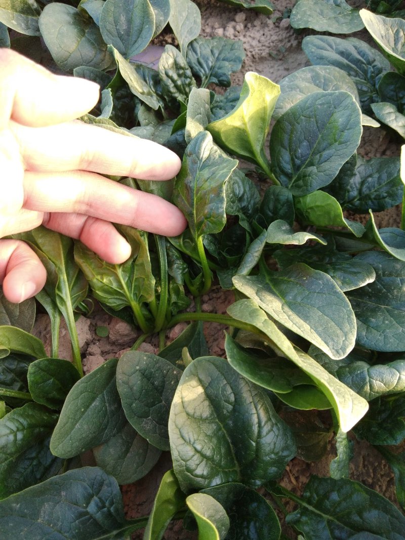 精品，波菜，两百亩精品菠菜专业种植菠菜基地