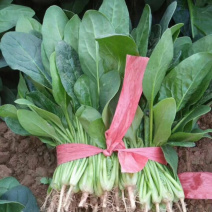 大叶菠菜