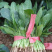 大叶菠菜