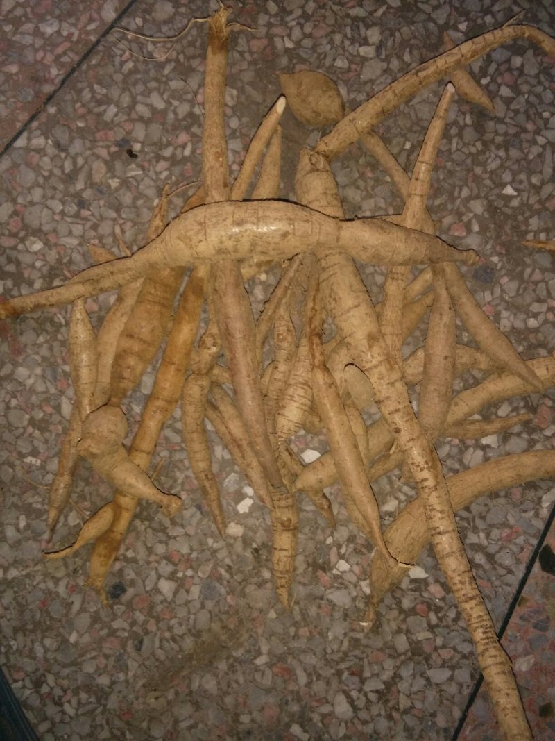 野生牛大力