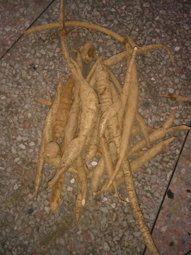 野生牛大力