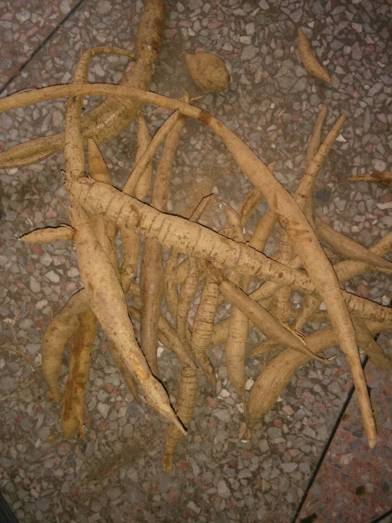 野生牛大力