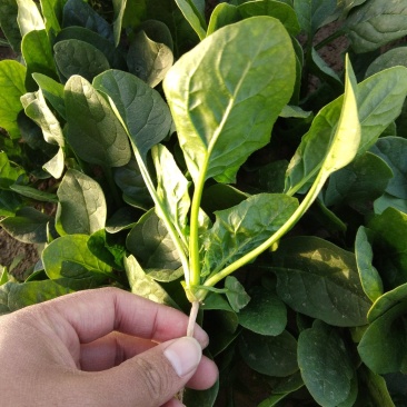 菠菜，基地直发！一手货源！价格便宜