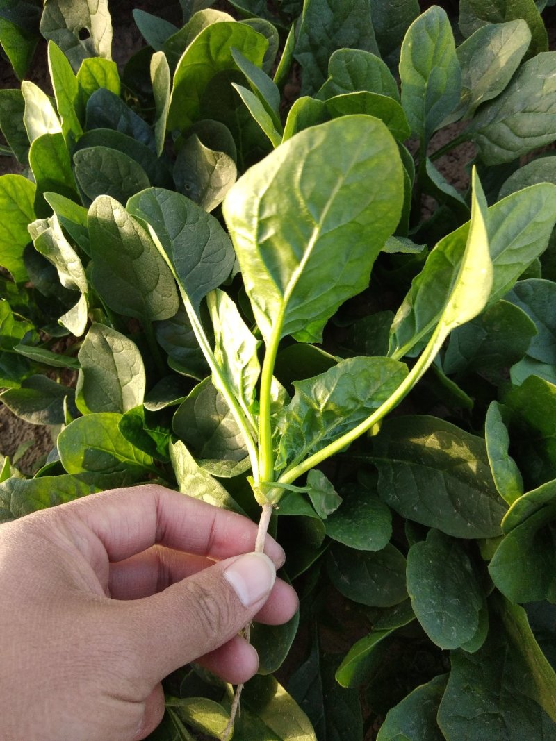菠菜，基地直发！一手货源！价格便宜