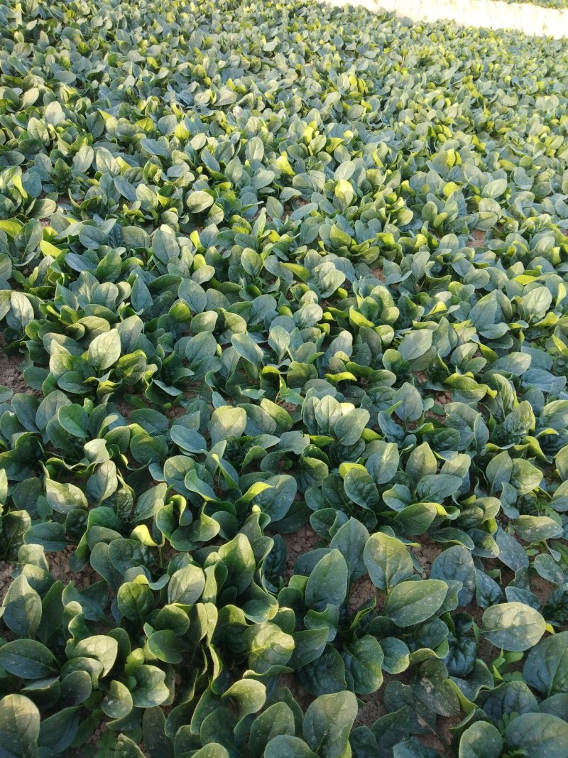 菠菜，基地直发！一手货源！价格便宜