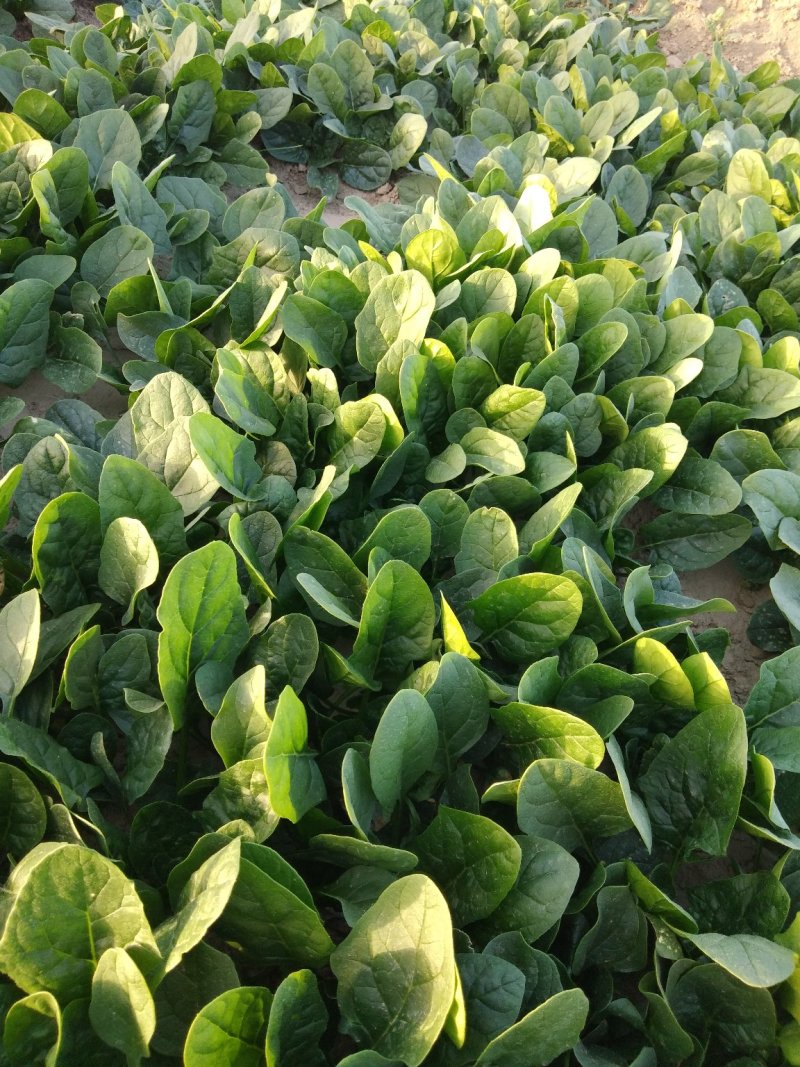 菠菜，基地直发！一手货源！价格便宜