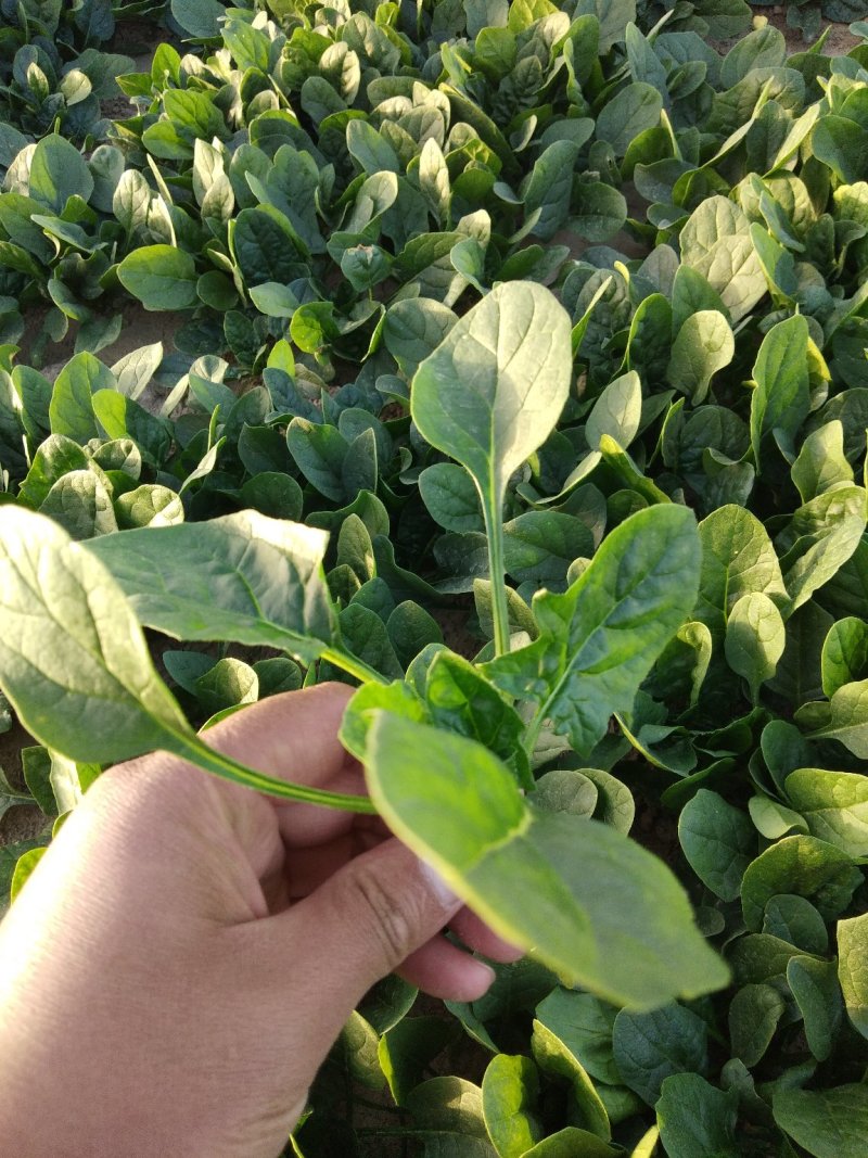 菠菜，基地直发！一手货源！价格便宜