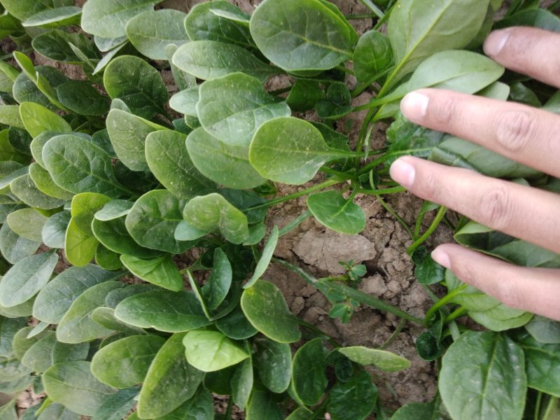 菠菜，基地直发！一手货源！价格便宜