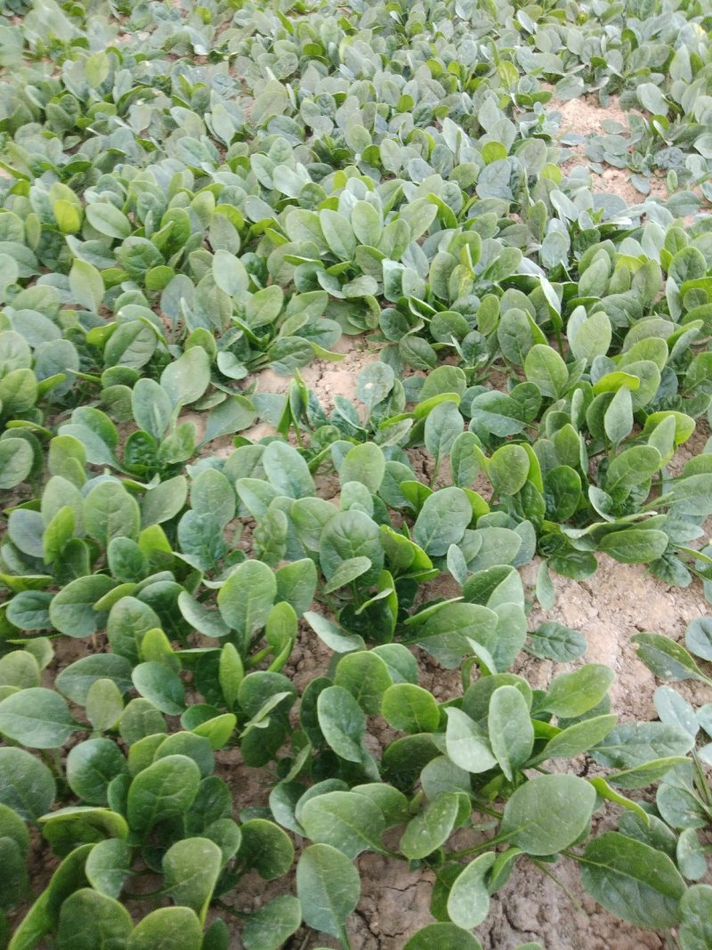 菠菜，基地直发！一手货源！价格便宜