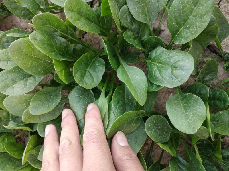 菠菜，基地直发！一手货源！价格便宜