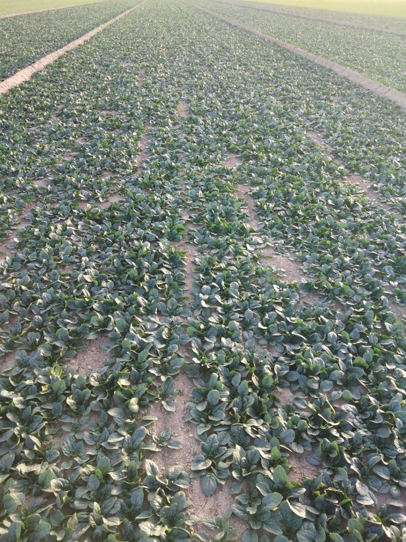 菠菜，基地直发！一手货源！价格便宜