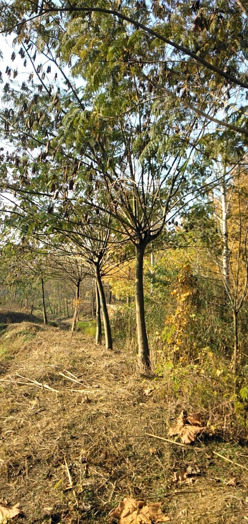 牛大量供应8.-30公分合欢树，绒花树，马缨花，