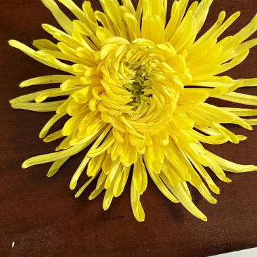 金丝皇菊