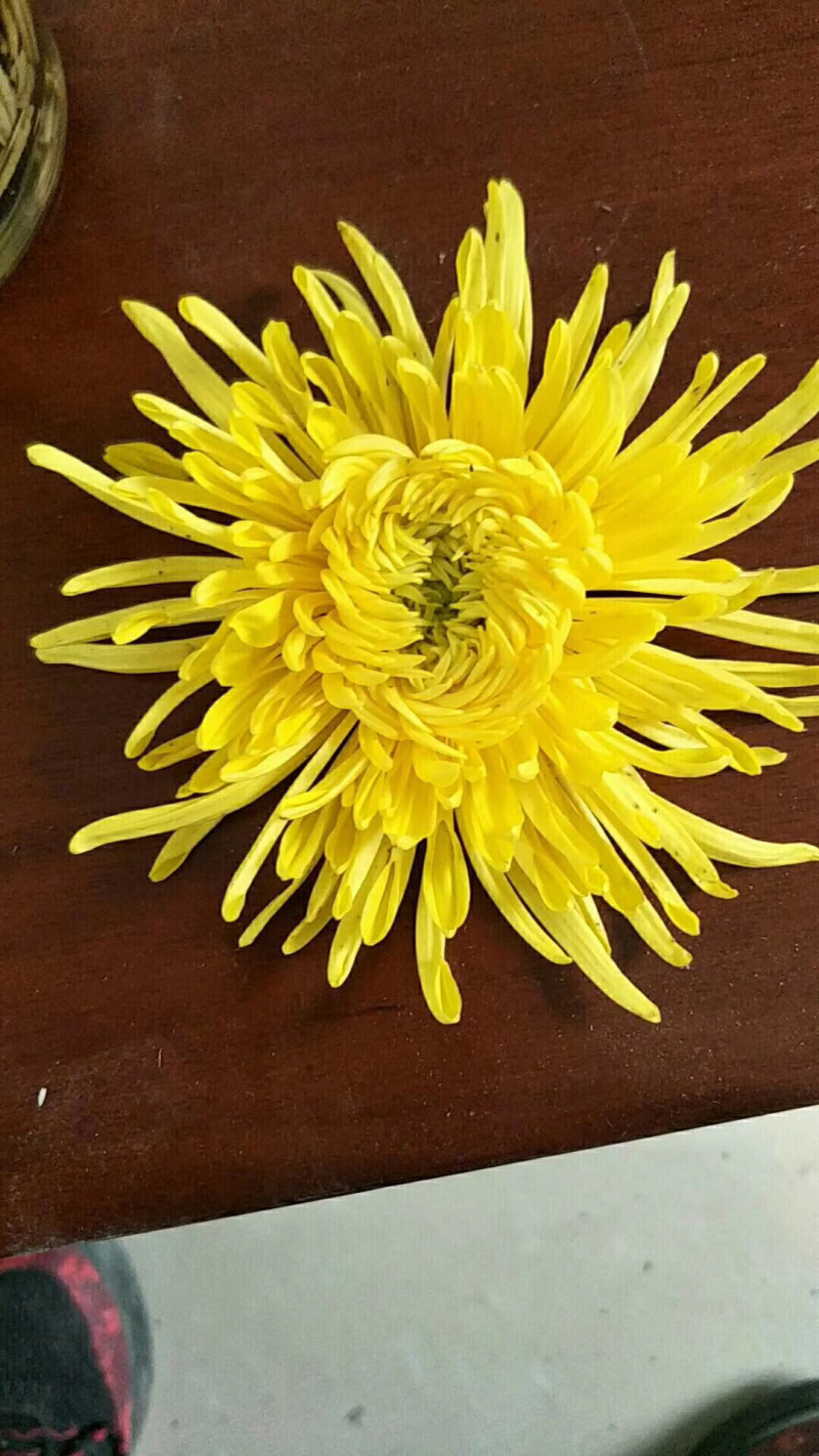 金丝皇菊