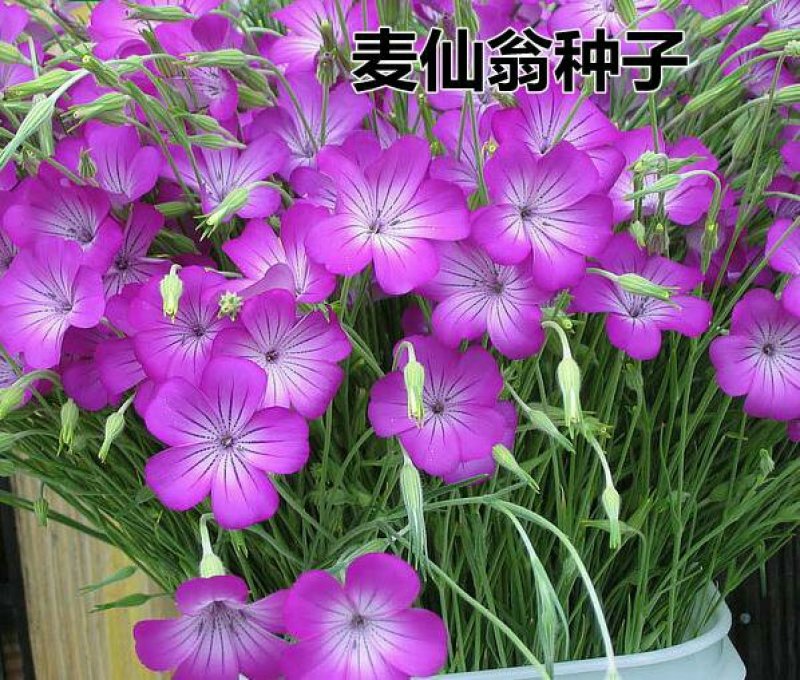 麦仙翁种子耐旱花海麦毒草花期长四季播种庭院景观花卉种