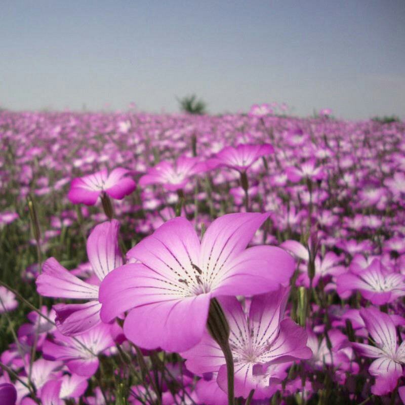 麦仙翁种子耐旱花海麦毒草花期长四季播种庭院景观花卉种
