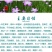 麦仙翁种子耐旱花海麦毒草花期长四季播种庭院景观花卉种