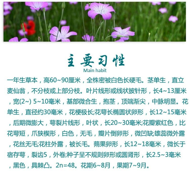 麦仙翁种子耐旱花海麦毒草花期长四季播种庭院景观花卉种