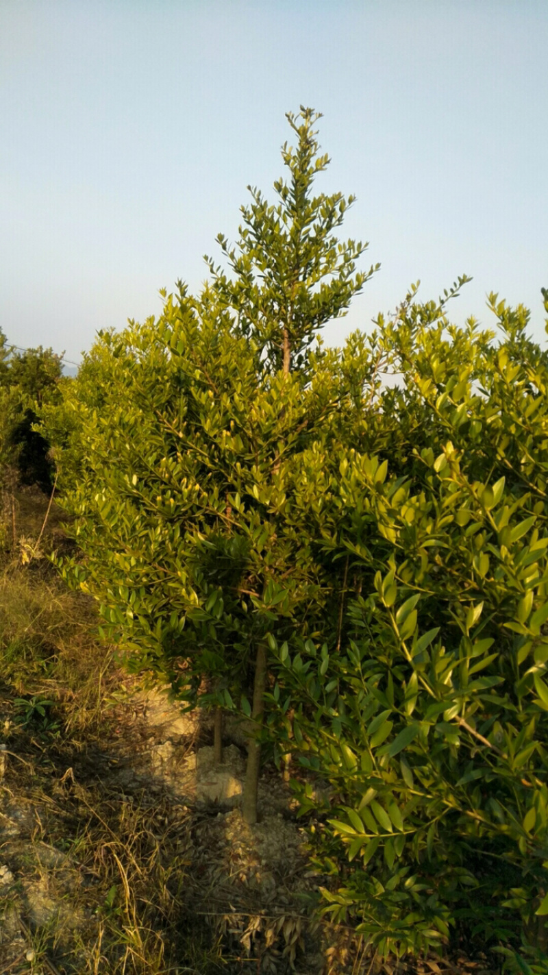 竹柏大小苗，多种规格，1234公分左右大量