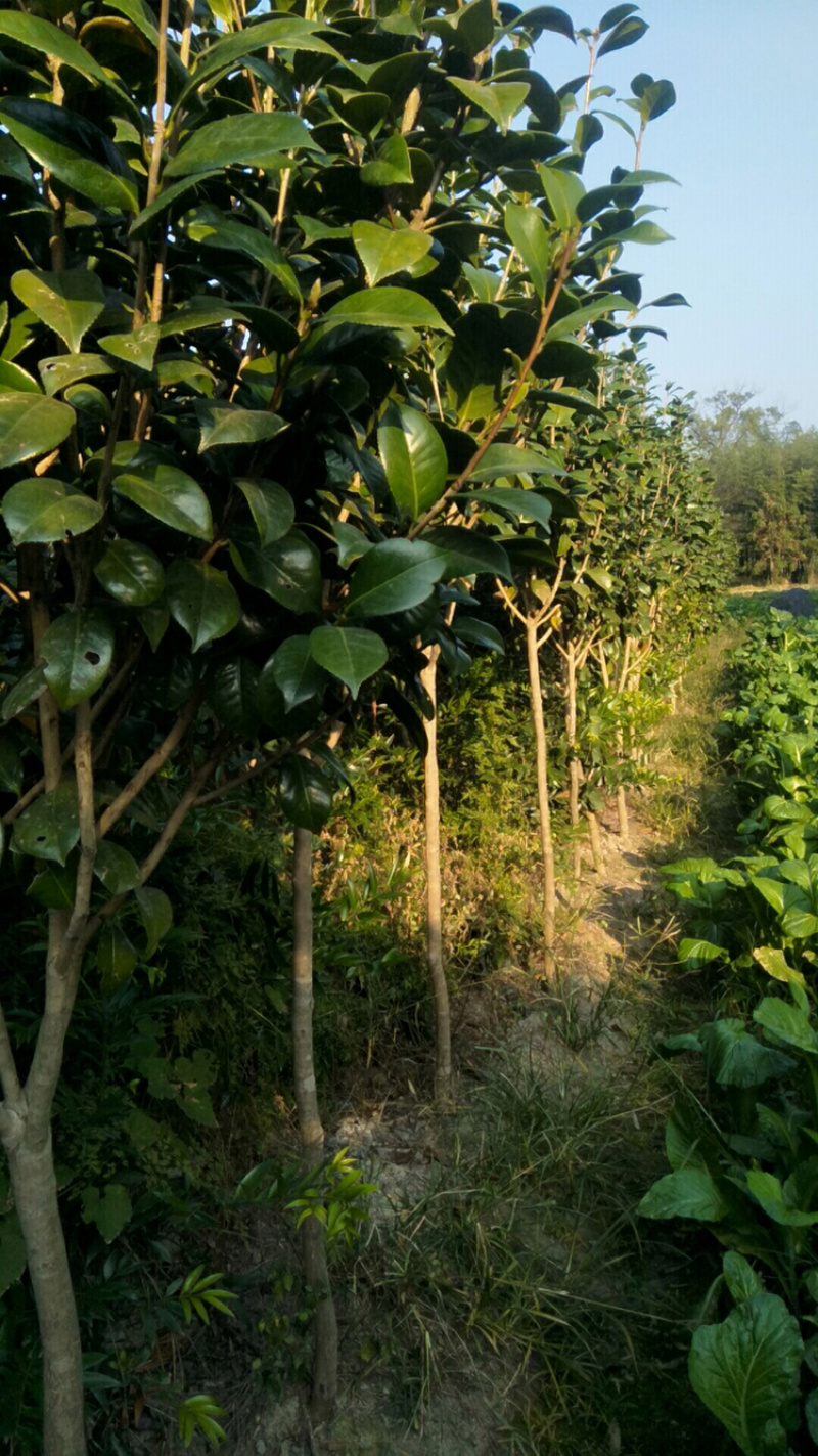 七星茶花，山茶花，高杆茶花