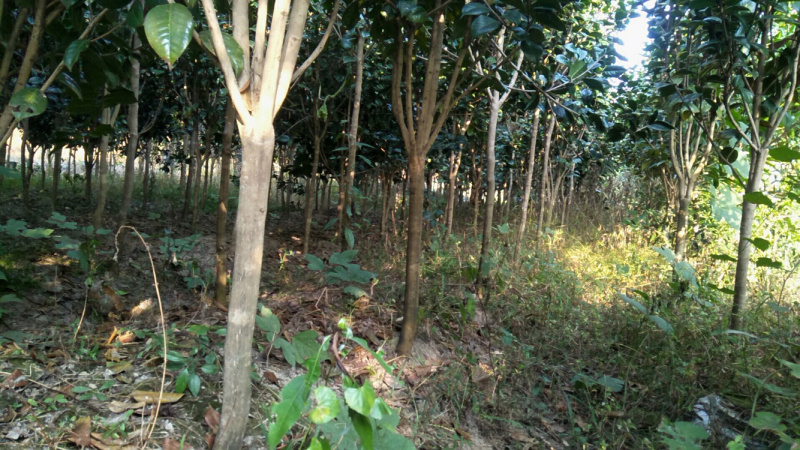 七星茶花，山茶花，高杆茶花