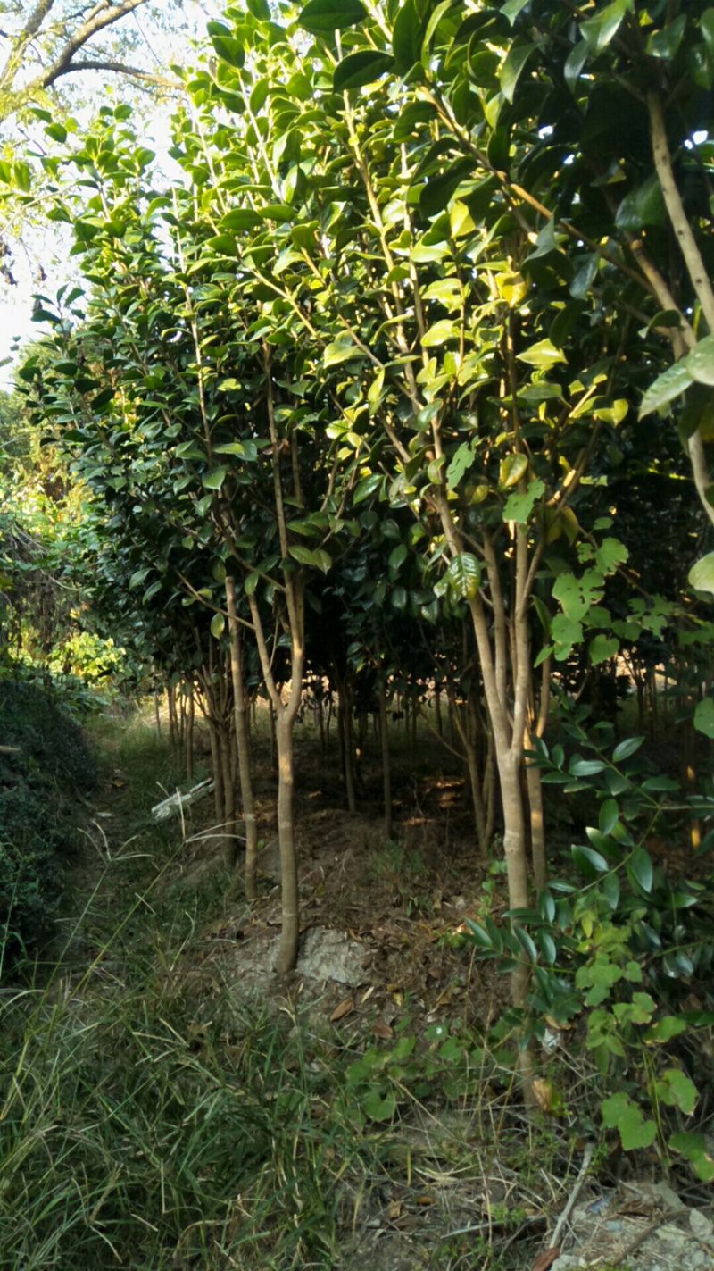 七星茶花，山茶花，高杆茶花