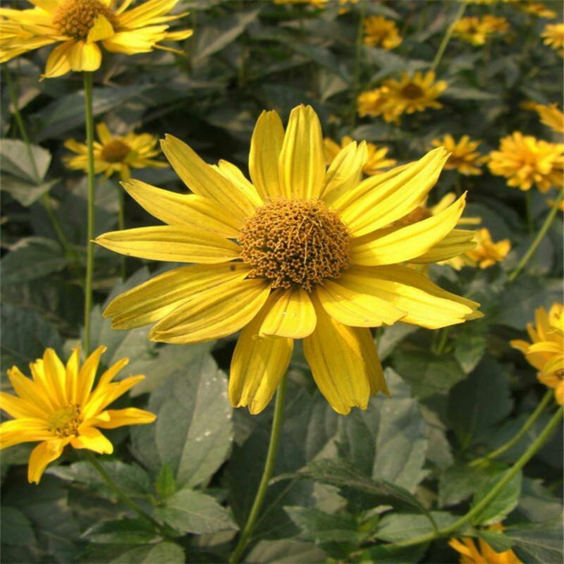 日光菊种子景观花海草花赛菊芋宿根盆栽花籽耐寒耐阴花期长