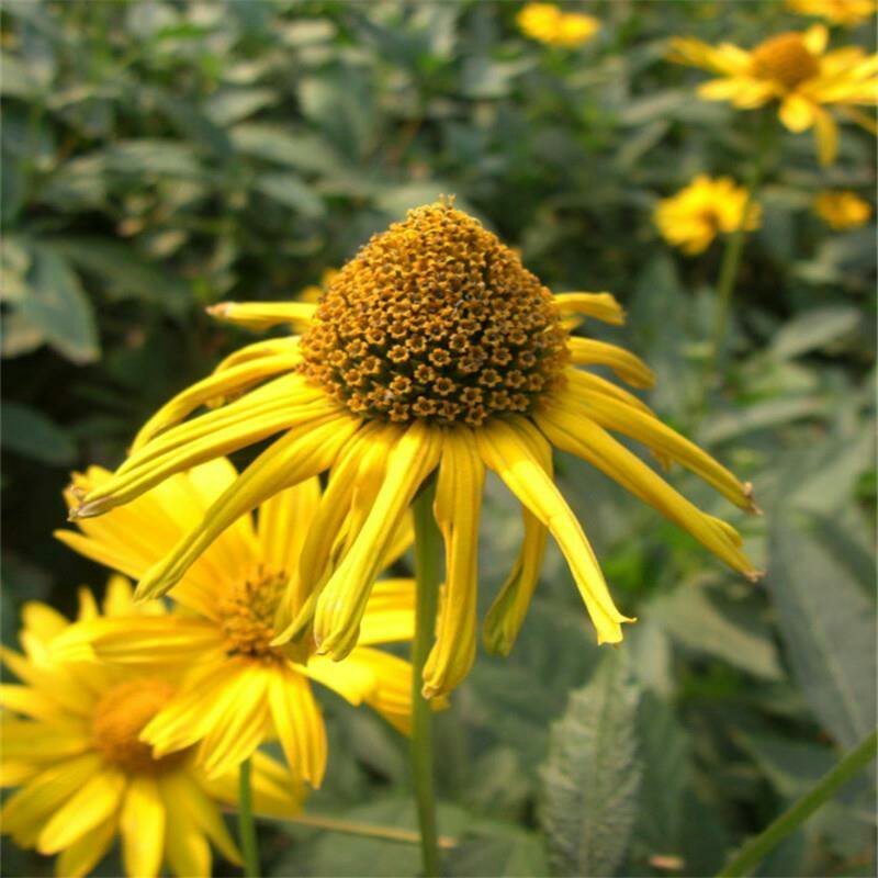 日光菊种子景观花海草花赛菊芋宿根盆栽花籽耐寒耐阴花期长