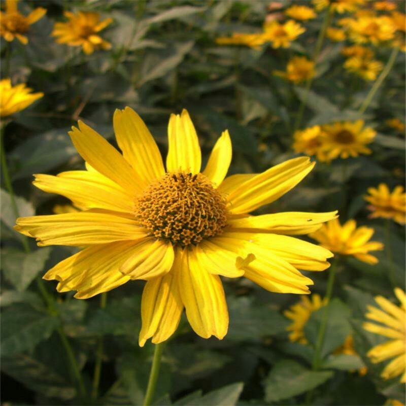 日光菊种子景观花海草花赛菊芋宿根盆栽花籽耐寒耐阴花期长
