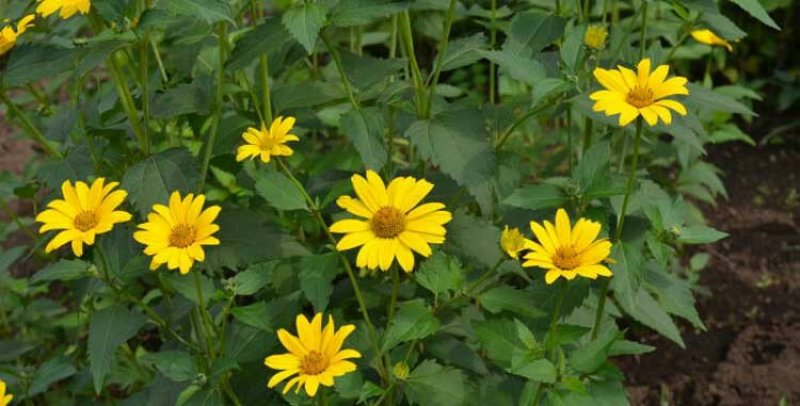 日光菊种子景观花海草花赛菊芋宿根盆栽花籽耐寒耐阴花期长
