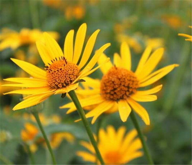 日光菊种子景观花海草花赛菊芋宿根盆栽花籽耐寒耐阴花期长