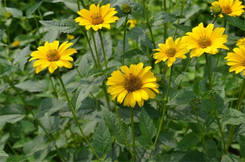日光菊种子景观花海草花赛菊芋宿根盆栽花籽耐寒耐阴花期长