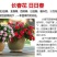 长春花种子多年生花卉种子庭院阳台景观绿化种植