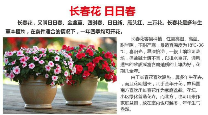 长春花种子多年生花卉种子庭院阳台景观绿化种植