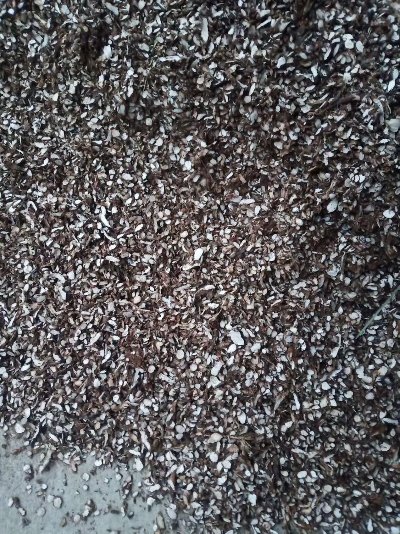 石菖蒲中药材野生石菖蒲正品可磨石菖蒲粉石昌蒲石菖蒲