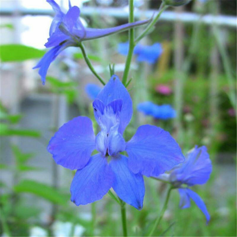 千鸟草种子小飞燕草蓝色花卉种子园林景观花海工程绿化