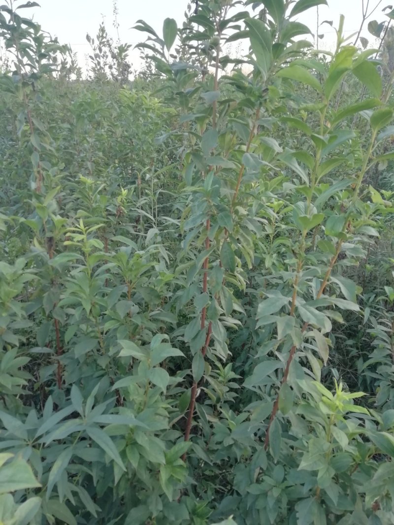 【李子苗】李子树苗大红袍李子诚信经营品种齐全欢迎咨询