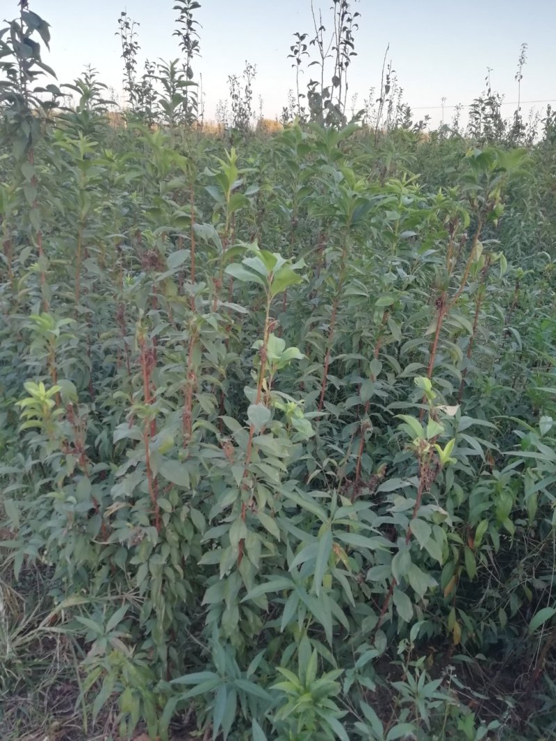 【李子苗】李子树苗大红袍李子诚信经营品种齐全欢迎咨询