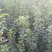 【李子苗】李子树苗大红袍李子诚信经营品种齐全欢迎咨询