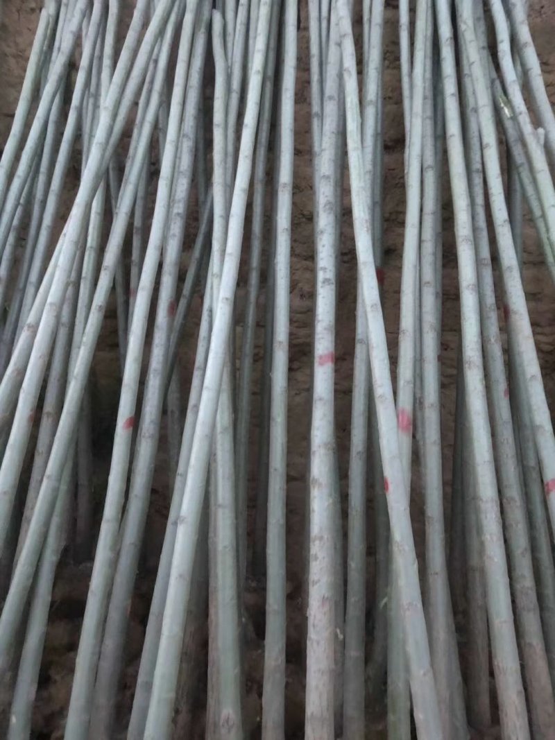 两公分柳树特价处理！质量好价低