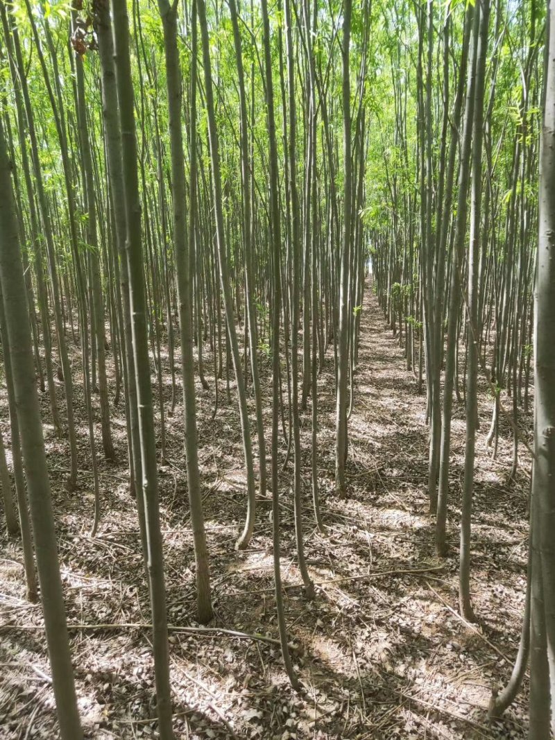 两公分柳树特价处理！质量好价低