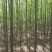 两公分柳树特价处理！质量好价低