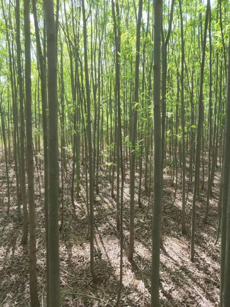两公分柳树特价处理！质量好价低